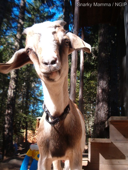 Truman Capote looking goat